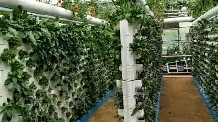 Galería Hidroponia para Verduras Frutas/Tomate/Pimiento Rojo